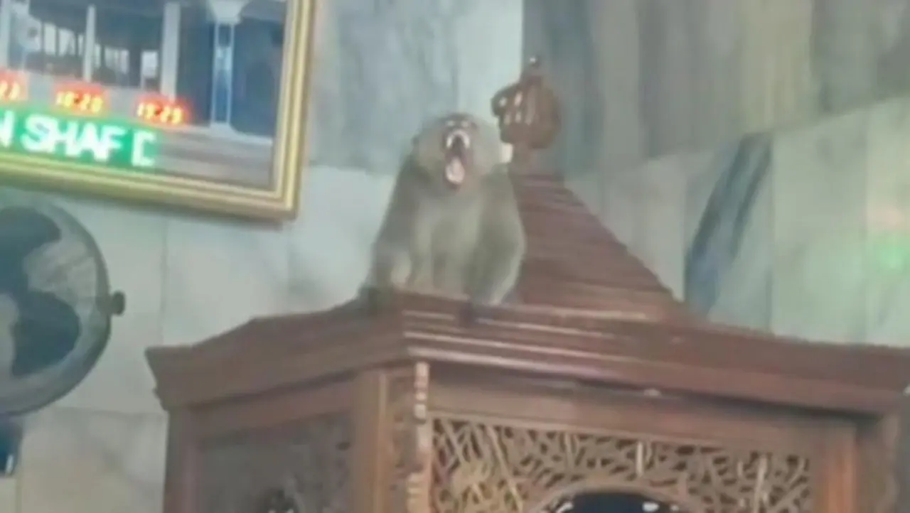 Monyet Liar Masuk Masjid Cakung, Petugas Damkar Berhasil Evakuasi Monyet Liar Masuk Masjid Cakung, Petugas Damkar Berhasil Evakuasi