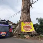 Pohon Randu Alas 250 Tahun di Borobudur Akan Ditebang, Sisa Batang Dijadikan Monumen Pohon Randu Alas 250 Tahun di Borobudur Akan Ditebang, Sisa Batang Dijadikan Monumen