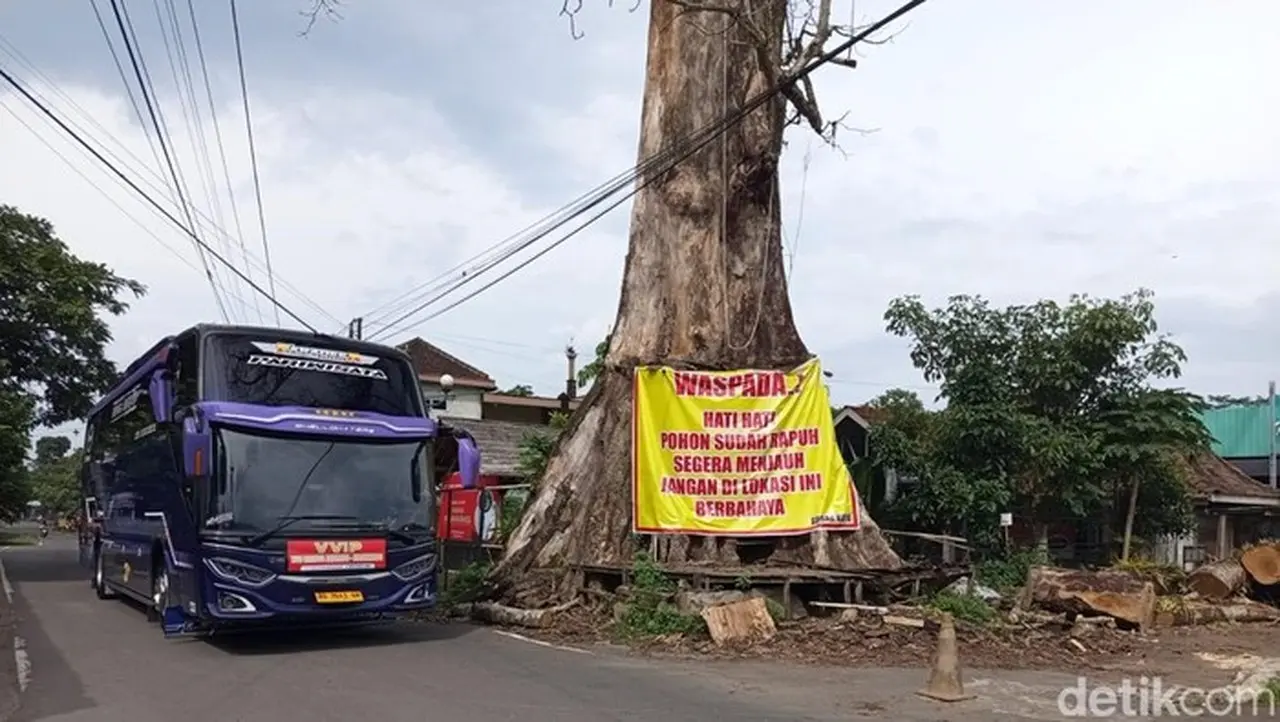 Pohon Randu Alas 250 Tahun di Borobudur Akan Ditebang, Sisa Batang Dijadikan Monumen Pohon Randu Alas 250 Tahun di Borobudur Akan Ditebang, Sisa Batang Dijadikan Monumen