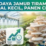 Budi Daya Jamur Tiram 2026: Modal Kecil, Panen Cepat