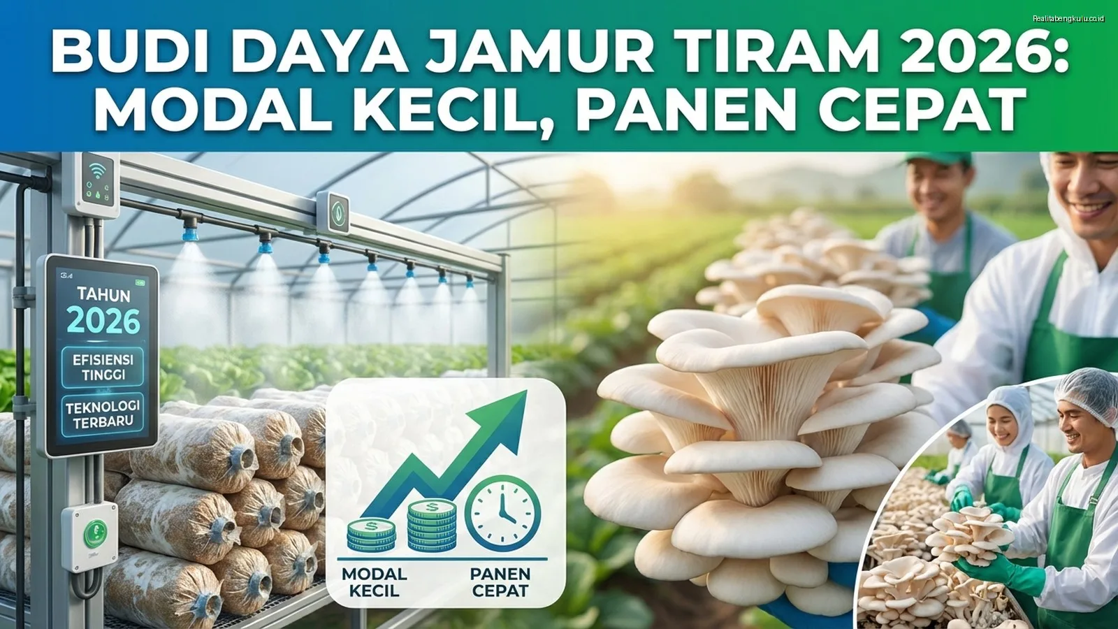 Budi Daya Jamur Tiram 2026: Modal Kecil, Panen Cepat