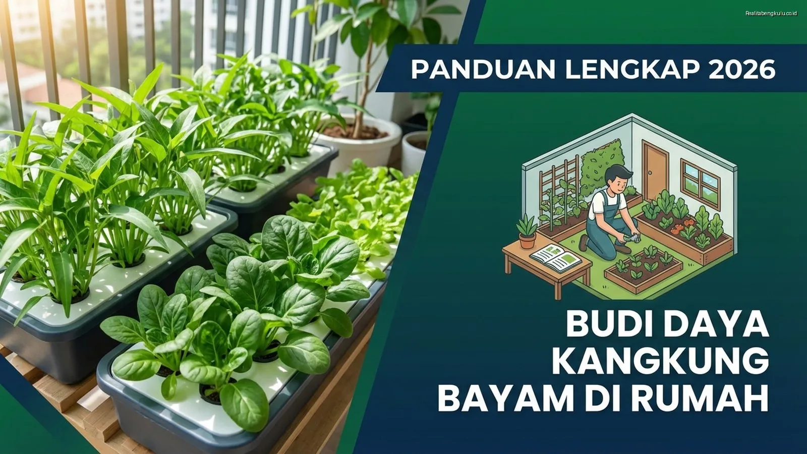 Budi Daya Kangkung Bayam di Rumah – Panduan Lengkap 2026