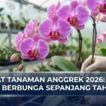 Rawat Tanaman Anggrek 2026: Tips Rajin Berbunga Sepanjang Tahun