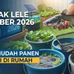 Ternak Lele di Ember 2026: Cara Mudah Panen Sendiri di Rumah