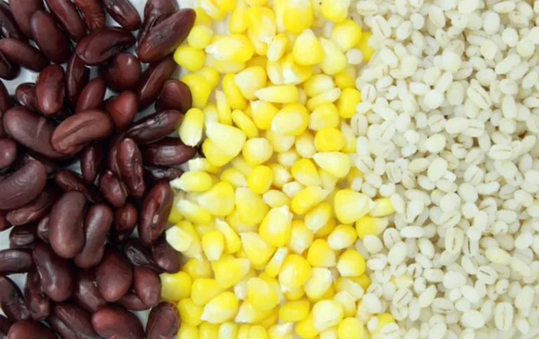 Deforestasi Pangan Pokok – Ancaman Tersembunyi Krisis Iklim 2026 Deforestasi Pangan Pokok – Ancaman Tersembunyi Krisis Iklim 2026