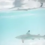Hiu Bahama Konsumsi Kokain – Pencemaran Laut Mengkhawatirkan 2026