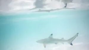 Hiu Bahama Konsumsi Kokain – Pencemaran Laut Mengkhawatirkan 2026