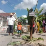 Jalan Rusak Kayen Pati Ditanami Pisang, Warga Protes