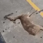 Kasus Rusa Tertabrak Mobil Tol Serpan Banten Jadi Perhatian Pengamanan Hewan Liar