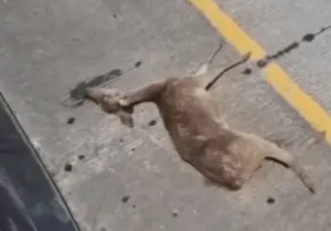 Kasus Rusa Tertabrak Mobil Tol Serpan Banten Jadi Perhatian Pengamanan Hewan Liar