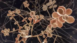 Sporothrix brasiliensis – Jamur Kucing Berbahaya Kini Ancam Uruguay