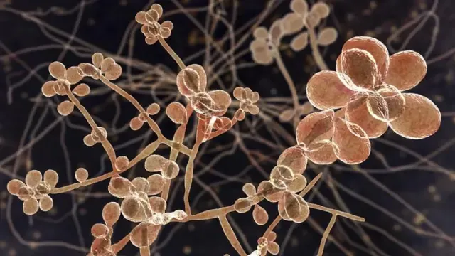 Sporothrix brasiliensis – Jamur Kucing Berbahaya Kini Ancam Uruguay Sporothrix brasiliensis – Jamur Kucing Berbahaya Kini Ancam Uruguay