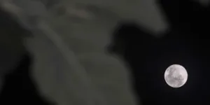 Fenomena Langit April 2026: Pink Moon hingga Lyrids